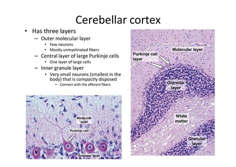 Cerebellum Folia Histology