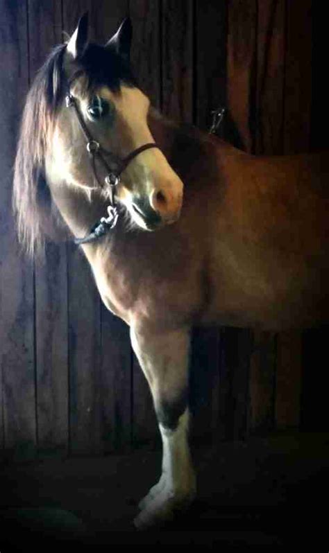 Jax's Story - PSSM in Horses, Symptoms, and Promising Tips for Management - PSSM - Jax's Story