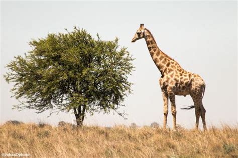 Krugersdorp Game Reserve - 2019 All You Need to Know BEFORE You Go ...