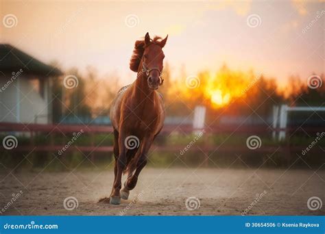 Brown Horse Running at Sunset Stock Photo - Image of hoofed, freedom ...