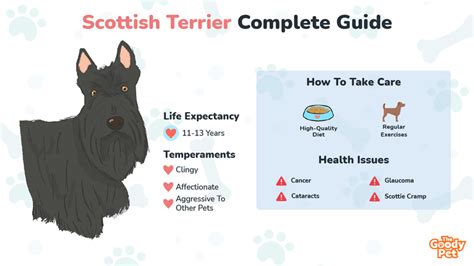 Scottish Terrier - Your Complete Breed Guide - The Goody Pet