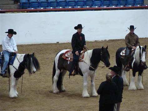 Pacey Horse: Jack Wins Blue Ribbons at the Gypsy World Horse Show at ...