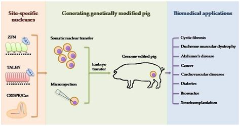 Genes | Free Full-Text | Application of Genetically Engineered Pigs in ...