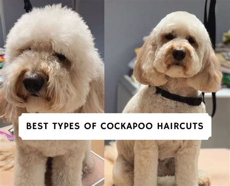 Best Types of Cockapoo Haircuts with Pictures! (2024) - We Love Doodles