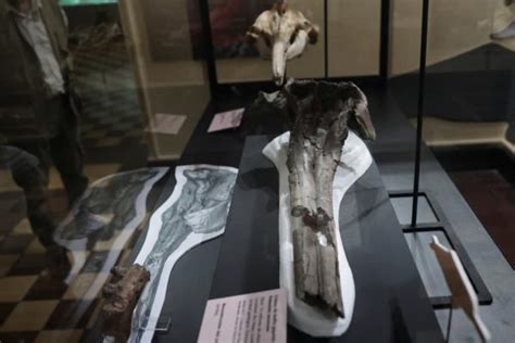 Ancient River Dolphin Fossil Discovered In Peru