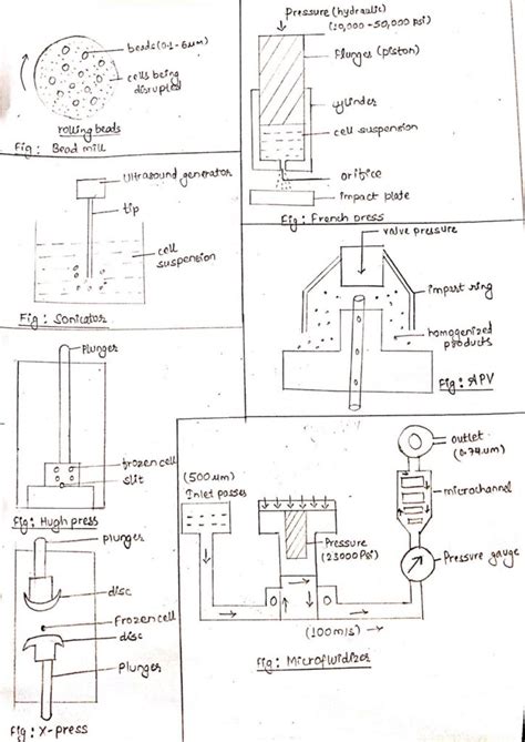 Methods of Cell disruption: Cell lysis methods - Online Biology Notes