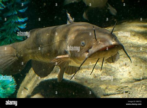 brown bullhead, speckled catfish, horned pout, American catfish ...