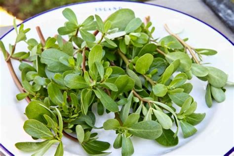 9 Breathtaking Health Benefits Of Purslane That Prove It Should Be Talked About More - Alkaline ...