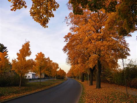 Avenue Autumn Landscape Trees - Free photo on Pixabay - Pixabay