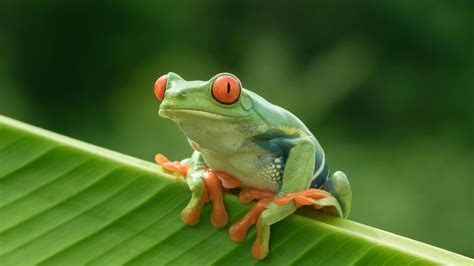 Pin by THEM SOKHENG on Animal | Amphibians, Rare animals, Frog
