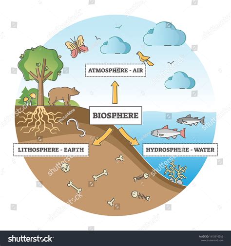 La division de la biosphère avec : image vectorielle de stock (libre de ...