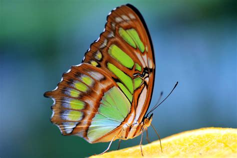 beautiful, bright, brown, butterfly, butterfly wings, colorful, green, insect, malachite ...