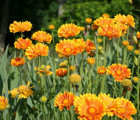 22 Best Flowers for Full Sun | Heat Tolerant Flowers for Containers | Balcony Garden Web