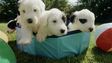 Iconic Dulux dog gives birth to adorable puppies | OverSixty