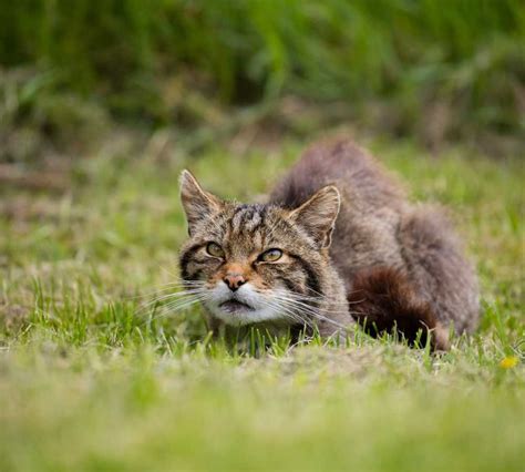 Scottish Wildcats: Facts, Habitat and Conservation Efforts