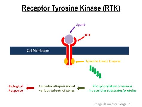 Tyrosine Kinase Inhibitors: mechanism, types and uses - MedicalVerge