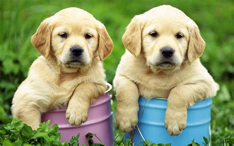 Labrador, puppies, retriever, pets, cute animals, labradors, golden ...