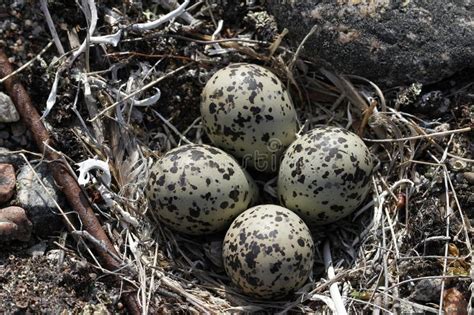 Four Semipalmated Plover Eggs in a Nest Surrounded by Twigs Near Arviat Stock Photo - Image of ...