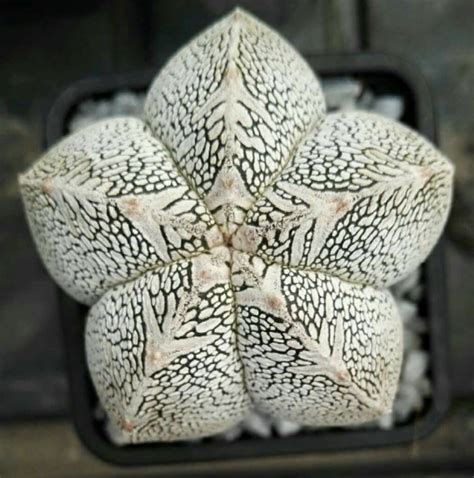 Astrophytum Myriostigma cv. ONZUKA Cactus Seeds - Cactus Kingdom