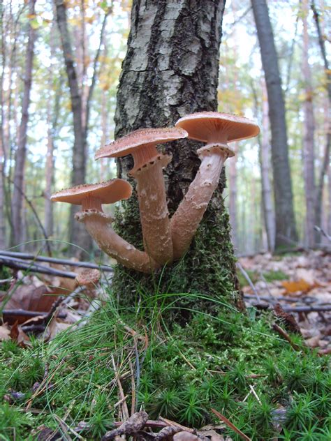 FREE IMAGE: Mushrooms on a tree | Libreshot Public Domain Photos