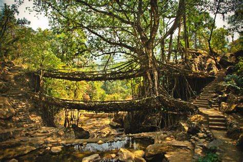 Living root bridges of meghalaya – Artofit