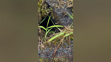 A Koki frog at Hawaii Volcanos National Park by a Lava Tube. - YouTube