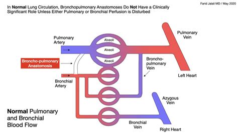 Normal Pulmonary and Bronchial Flow - REBEL EM - Emergency Medicine Blog