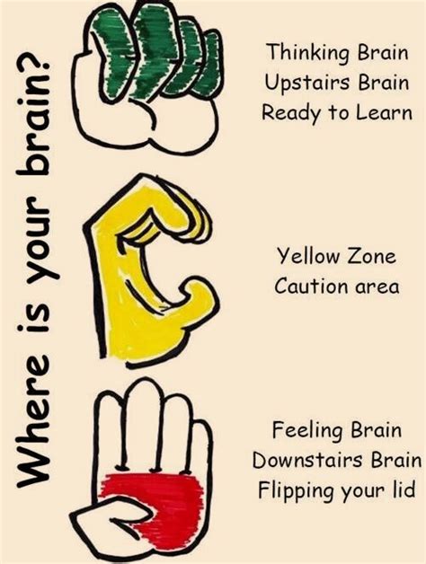 Hand Model Of The Brain Dan Siegel