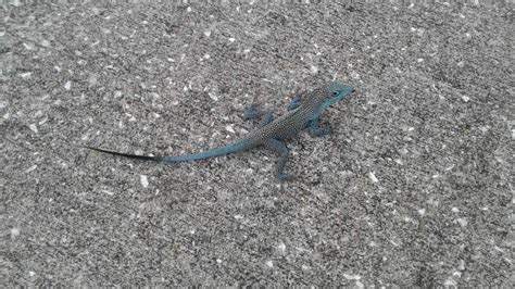 Cayman Blue Anole : reptiles