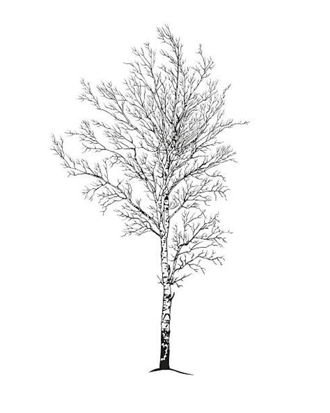 Black And White Birch Trees Illustrations, Royalty-Free Vector Graphics ...