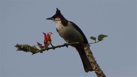 Beautiful bulbul bird drinking honey and singing beautiful song - YouTube