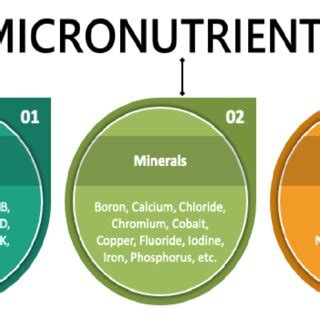 Various Types of Micronutrients | Download Scientific Diagram