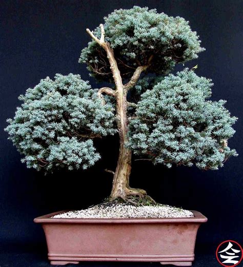 Picea mariana | Bonsai tree, Bonsai, Plants