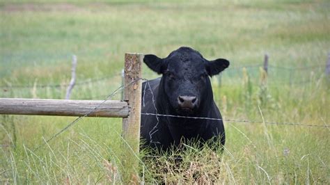 HOW TO BUILD AN ELECTRIC FENCE FOR CATTLE – Meat Goats