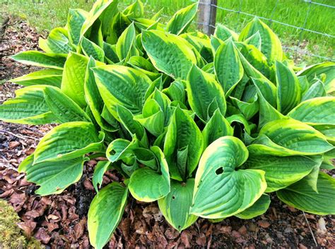 Raw Edible Plants: Hosta species