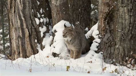 The Traveler's Guide to Rocky Mountain National Park Wildlife