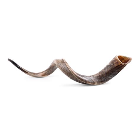 42"-44" Yemenite Kudu Shofar - Natural, Judaica | Judaica WebStore