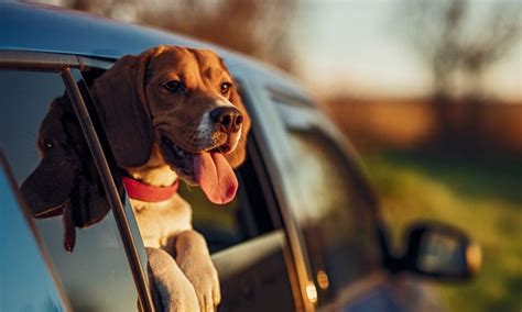 Help Your Dog Stay Calm On Car Rides With These Useful Tips