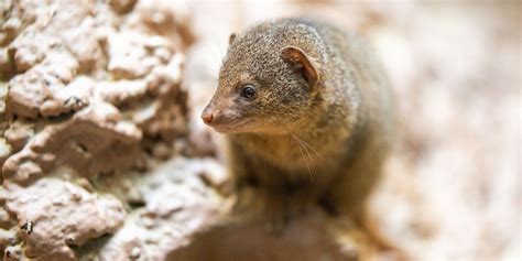 Dwarf mongoose | Smithsonian's National Zoo and Conservation Biology Institute