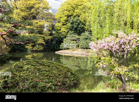 April 2023, Gyoen Park Shinjuku Tokyo, cherry blossoms in bloom around the lake area of the park ...