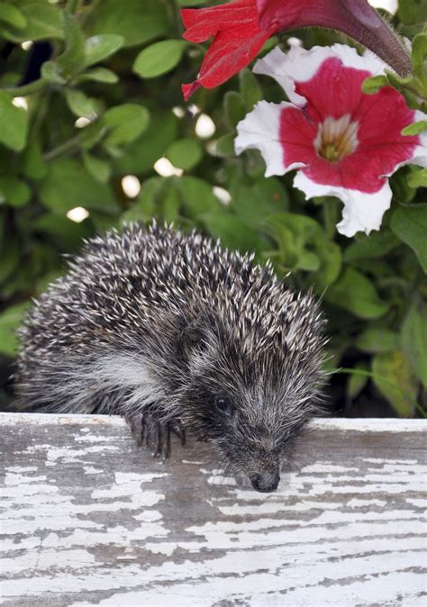 What Will Attract Hedgehogs - How To Attract Hedgehogs To Gardens | Gardening Know How