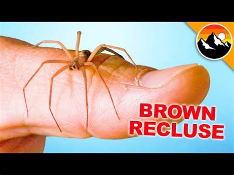 Will it Bite Me?! Handling a Brown Recluse! - YouTube