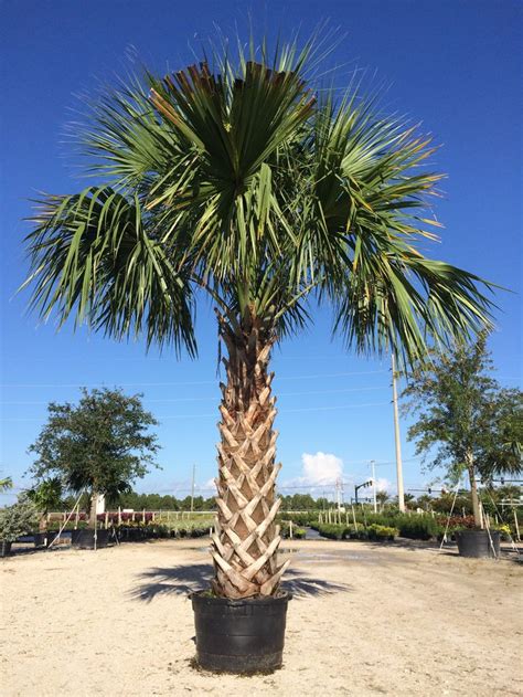 91 best Buy Cold Hardy Palm Trees images on Pinterest | Palm trees, Palms and Backyard patio