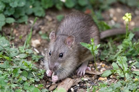 12 Steps To Get Rid Of Rats In Your Garden | UpGardener™