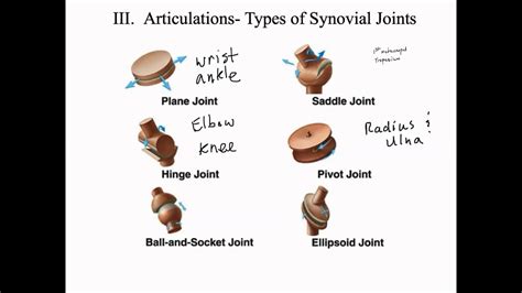 Types of Synovial Joints - YouTube