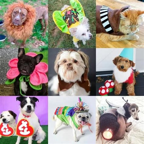 DIY Pet Costumes for the Best Halloween Ever! - DIY Candy