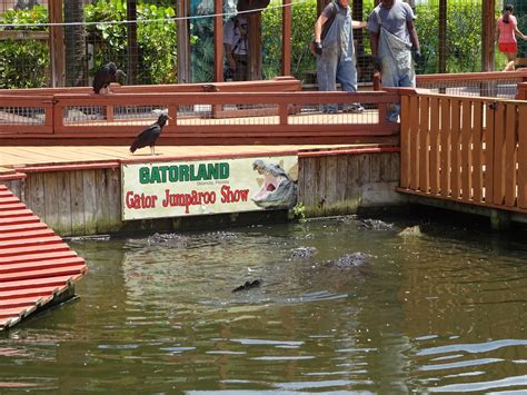 Gator Jumparoo Show at Gatorland - ZooChat