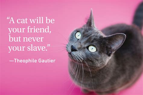 Cat Quotes Every Cat Owner Can Appreciate | Reader's Digest Canada