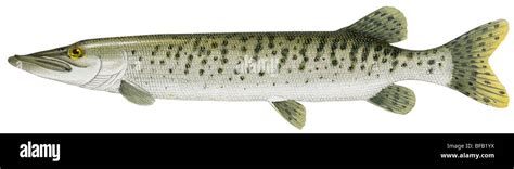 Muskellunge hi-res stock photography and images - Alamy