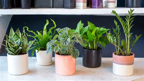 Indoor houseplants you can't kill (unless you try really, really hard) - TODAY.com